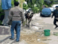 ninja-cow.gif