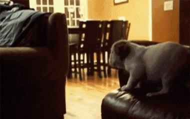 dog-jump-fail.gif
