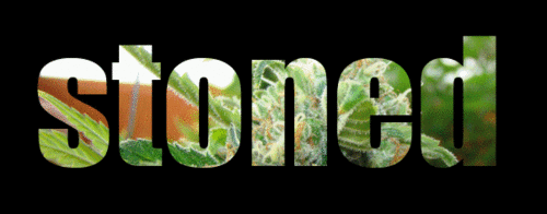 tumblr_mvb7g8wdVA1ry3ug9o1_500.gif