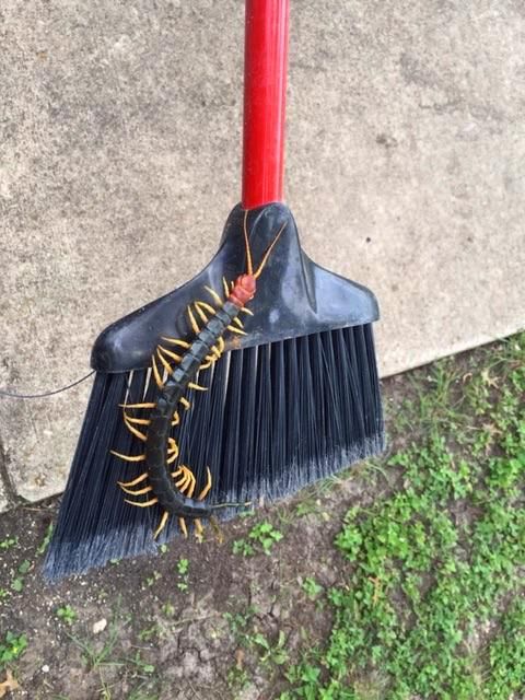 centipede.jpg.653x0_q80_crop-smart.jpg