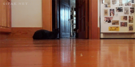 C55.gif