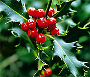 holly-prickly.jpg