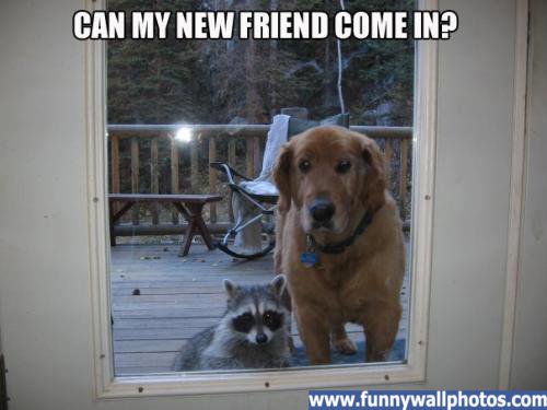 new-friend.jpg