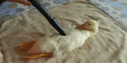 duck-says-thank-you-that-will-be-enough-vacuuming.gif
