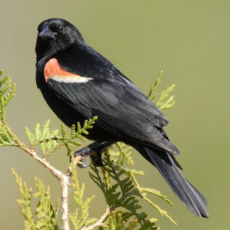 RWBlackBird.jpg
