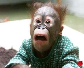 Funny-MonkeyReaction%20small.jpg