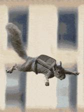 giphy.gif