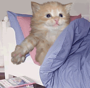 PoliteExcellentCat-small.gif
