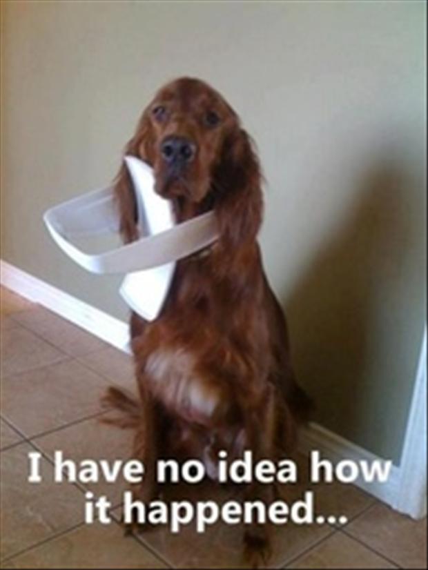 dumb-dogs.jpg