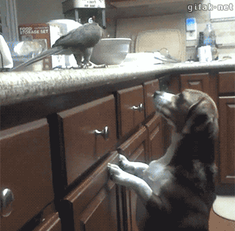 tumblr_nmuq0xQgjt1sodo64o1_400.gif