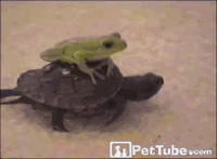 200w.gif