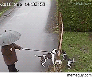 thug-life-cat-210600.gif