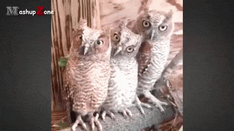 mZ79rE.gif