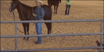 Cat-attacks-horse_2-animation.gif