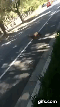 W76D6E.gif