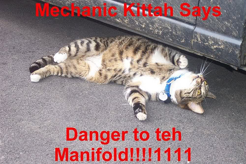 catmanifold-1.jpg