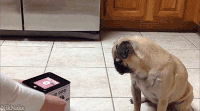 200w.gif