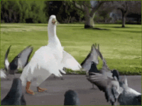200w.gif