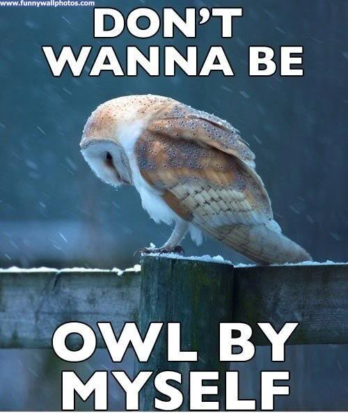 1owl.jpg