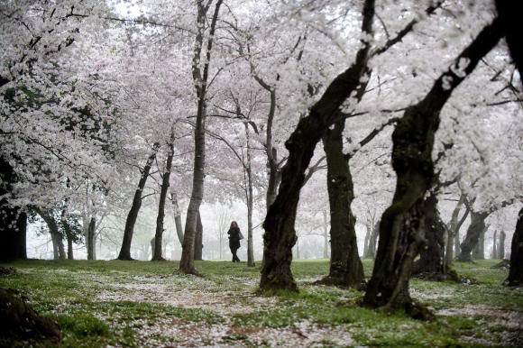 Cherry-Blossom-trees-bloom-in-Washington_6_1.jpg