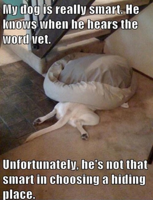 dog-hates-the-vet.jpg