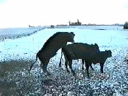 cow-fail.gif