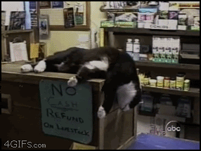 tumblr_mjg83cwh8S1s11cz1o1_400.gif