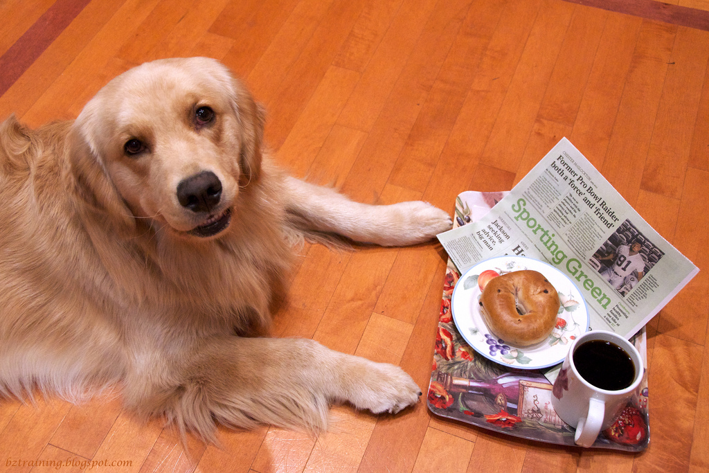 Можно собаке чай. Собака с кофе. Собака и чай. Собака с чаем. Чашки для собак.