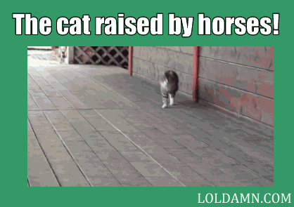 Funny-cat-raised-by-horses.gif