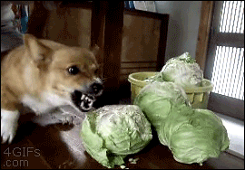 3001972-1453224219184.gif