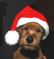 christmas_doggie.jpg