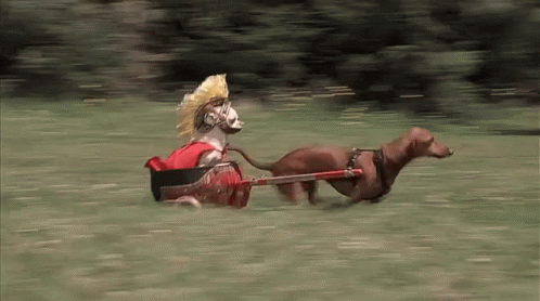 5bcr2w.gif