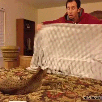 1429551646_cat_confused_by_disapparing_man_magic_trick.gif