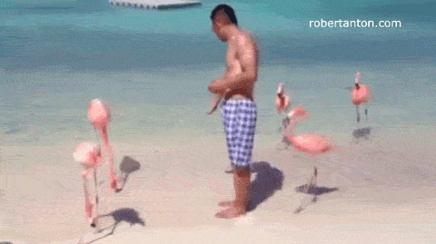 You-Came-To-The-Wrong-Beach.gif