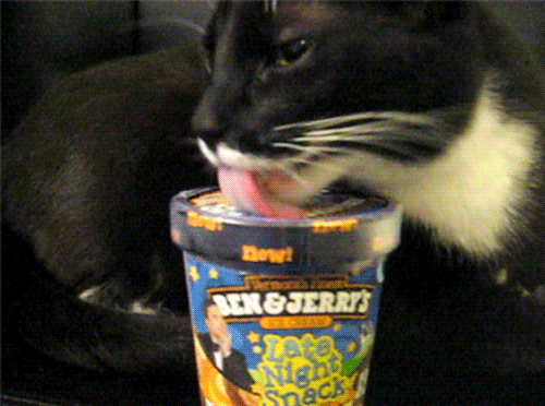 cat_benjerrys.gif