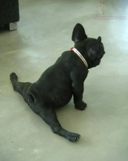 funny-dog-stretching-its-legs.jpg