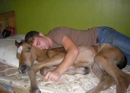 73PonyNap.jpg