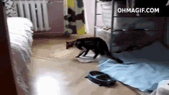 giphy.gif
