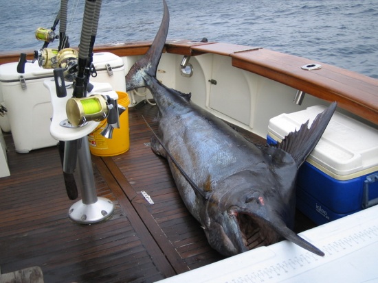 black-marlin-Picture-061.jpg