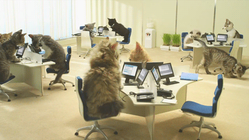 tumblr_mwaas0hmCD1s56l9no1_500.gif