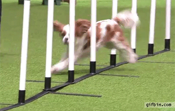 4PV6RHjR5OnOhrEsnDyj_Dog%20Agility.gif