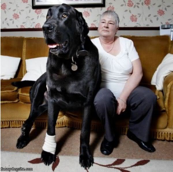 That_Is_A_Big_Dog718.jpg