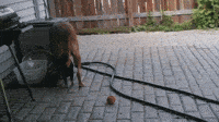 200w.gif