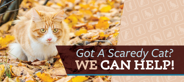 RBPBH-oct18-newsletter-graphics-scaredy-cat.jpg