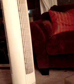 cool-breeze-cat.gif