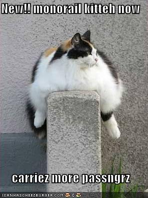 funny-cats-7712.jpg