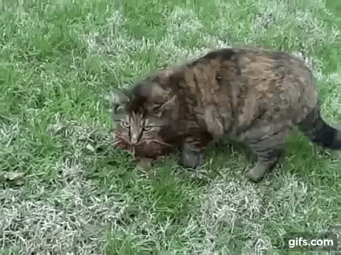 qjA95p.gif