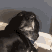 funny-animals-dogs.gif