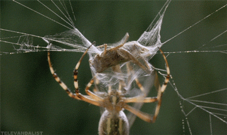spider9.gif