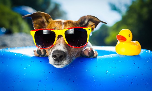 funny-dog-630x378.jpg